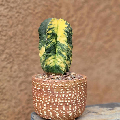 Astrophytum myriostigma v nudum f. variegata -  Last One!