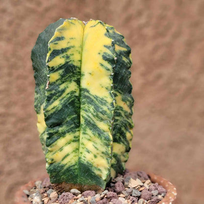 Astrophytum myriostigma v nudum f. variegata -  Last One!
