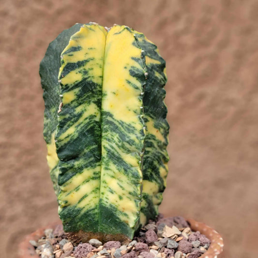 Astrophytum myriostigma v nudum f. variegata -  Last One!