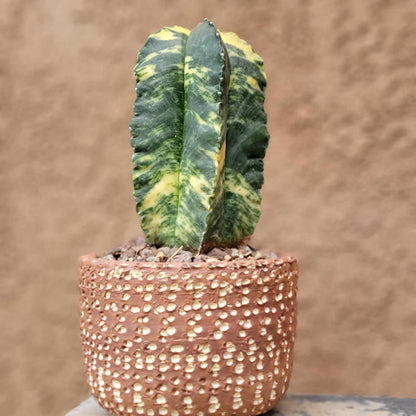 Astrophytum myriostigma v nudum f. variegata -  Last One!