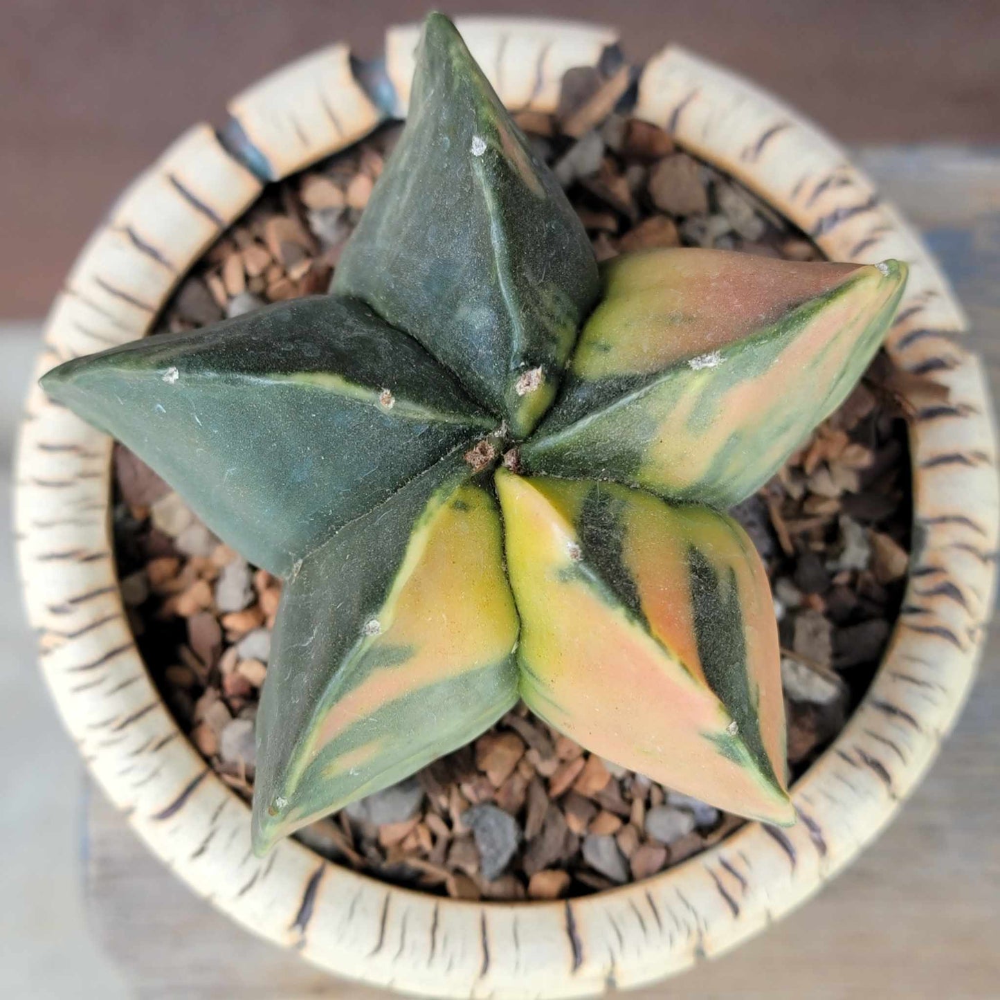 Astrophytum myriostigma v nudum f. variegata