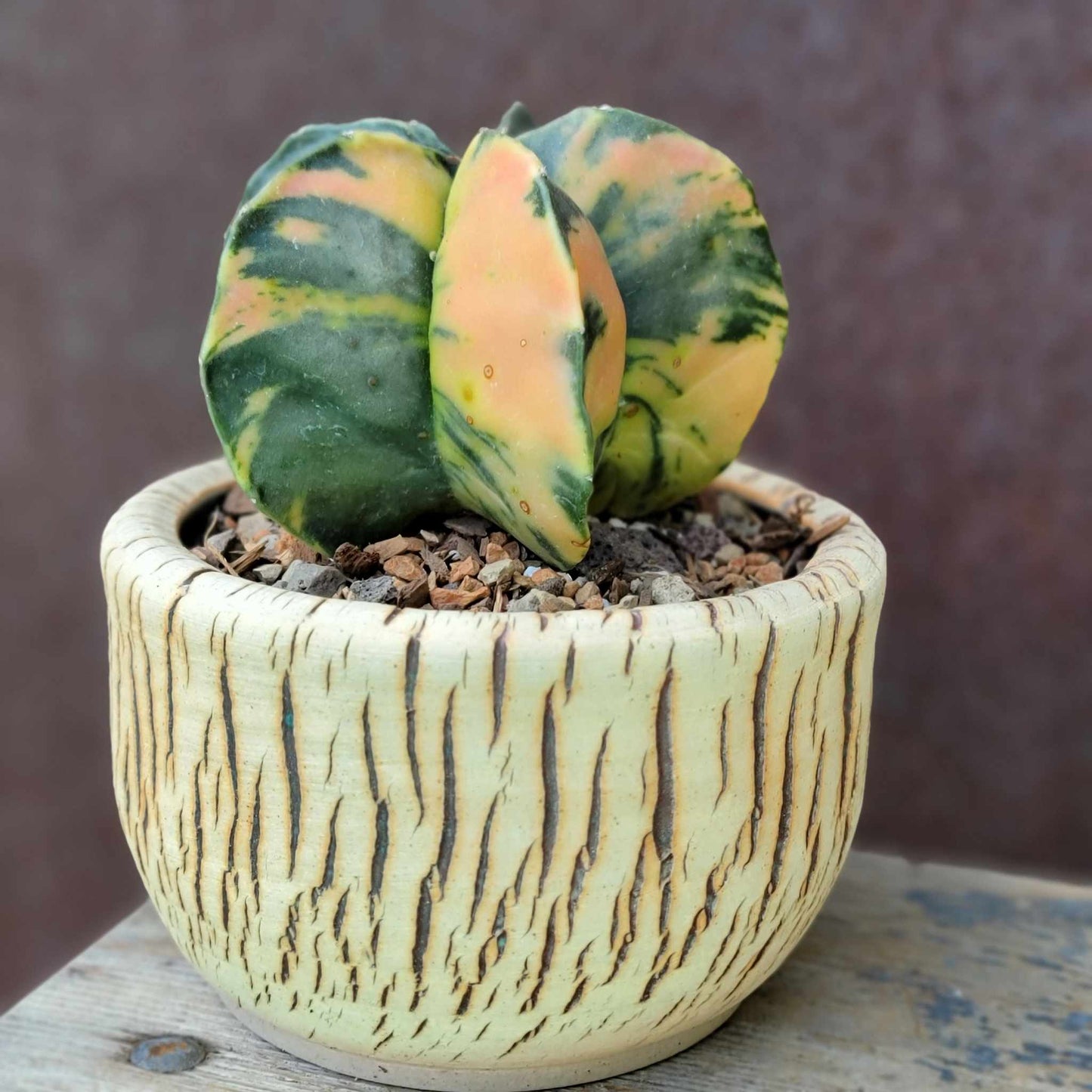 Astrophytum myriostigma v nudum f. variegata