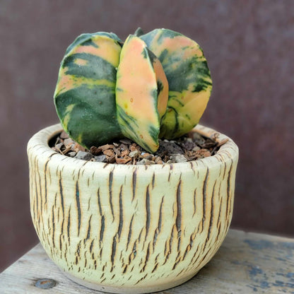 Astrophytum myriostigma v nudum f. variegata