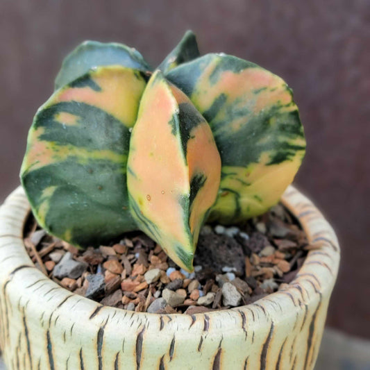 Astrophytum myriostigma v nudum f. variegata
