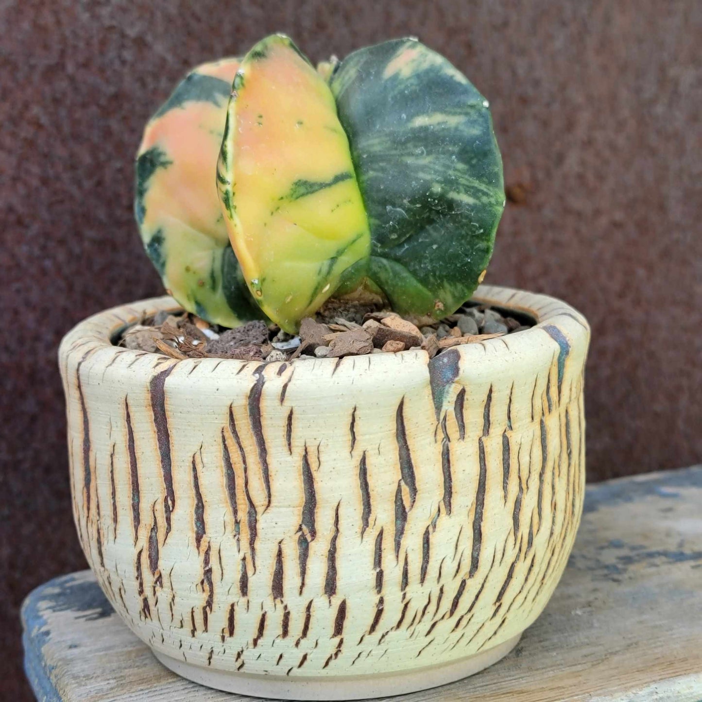 Astrophytum myriostigma v nudum f. variegata