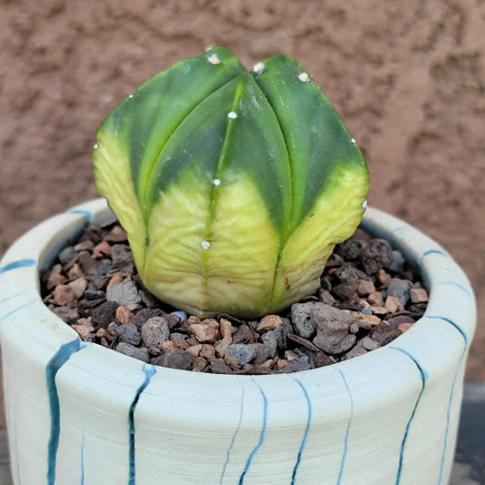 Astrophytum myriostigma f. variegata