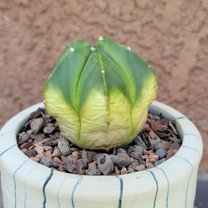 Astrophytum myriostigma f. variegata