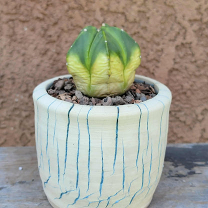 Astrophytum myriostigma f. variegata