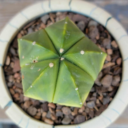 Astrophytum myriostigma f. variegata