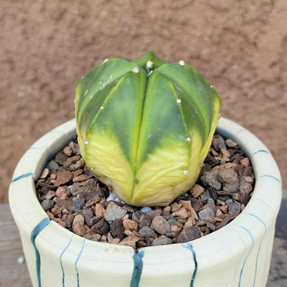 Astrophytum myriostigma f. variegata