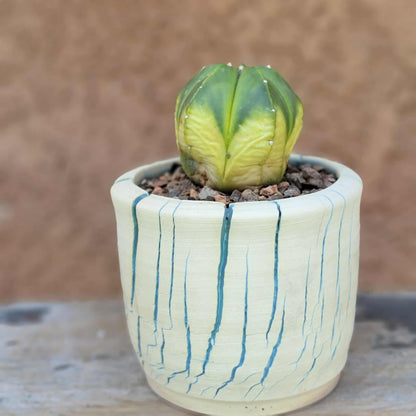 Astrophytum myriostigma f. variegata