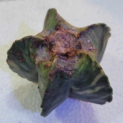 Astrophytum myriostigma v nudum f. variegata
