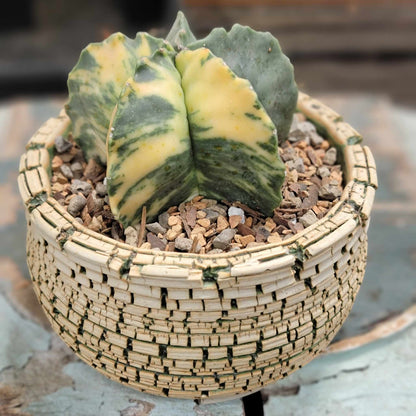Astrophytum myriostigma v nudum f. variegata