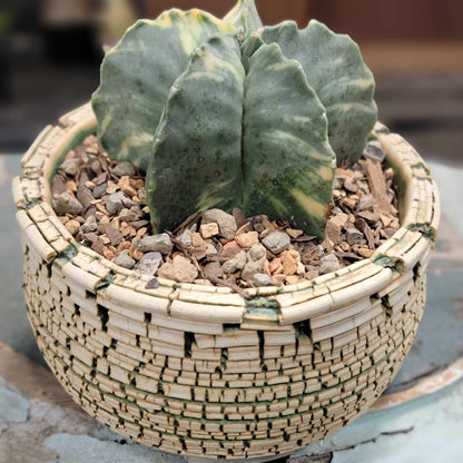 Astrophytum myriostigma v nudum f. variegata