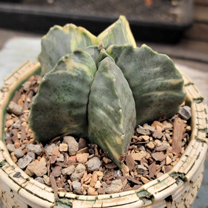 Astrophytum myriostigma v nudum f. variegata