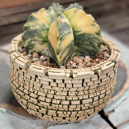 Astrophytum myriostigma v nudum f. variegata