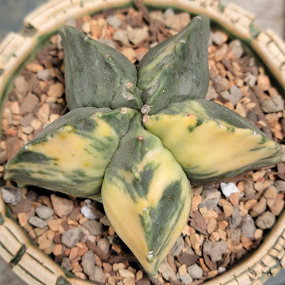 Astrophytum myriostigma v nudum f. variegata