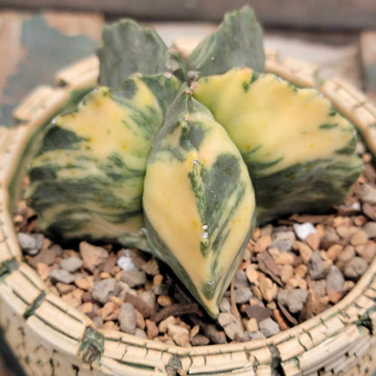 Astrophytum myriostigma v nudum f. variegata