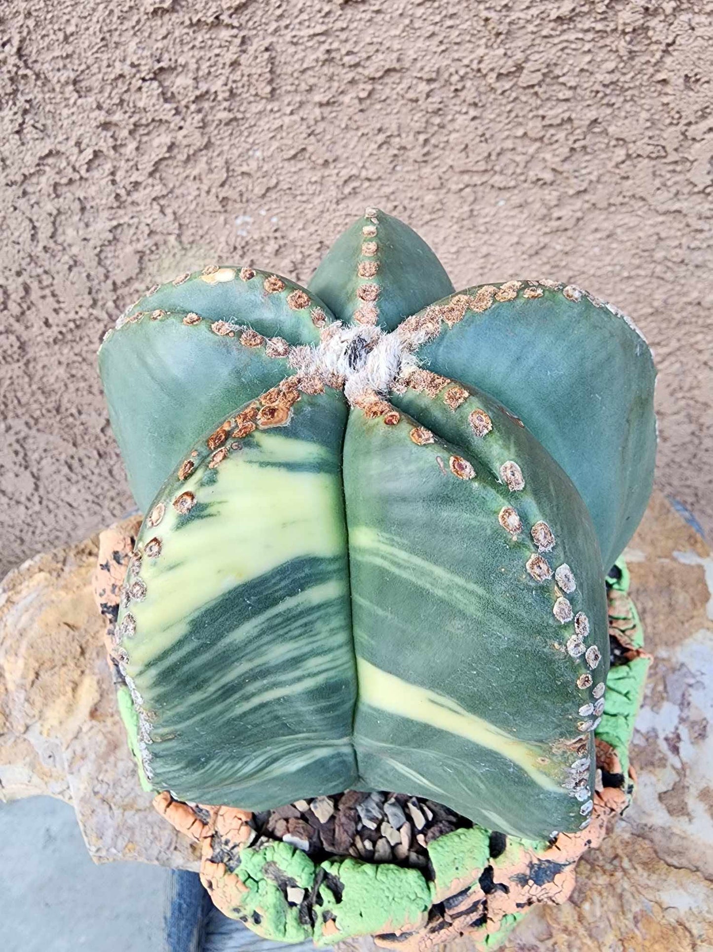 Astrophytum myriostigma v nudum f. variegata - Variegated Bishop's Cap - BIG!