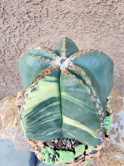Astrophytum myriostigma v nudum f. variegata - Variegated Bishop's Cap - BIG!
