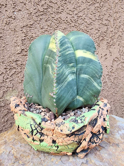 Astrophytum myriostigma v nudum f. variegata - Variegated Bishop's Cap - BIG!