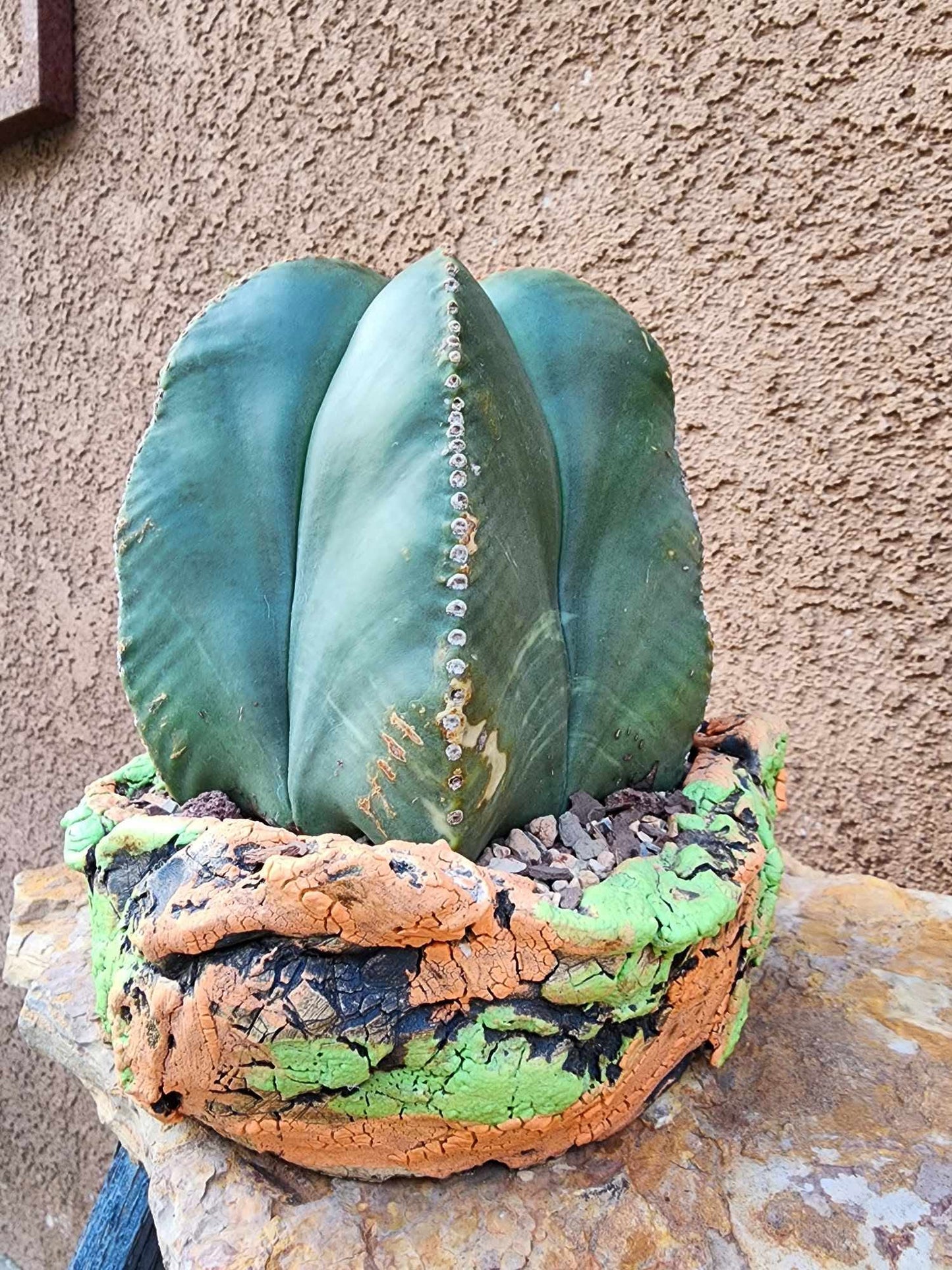 Astrophytum myriostigma v nudum f. variegata - Variegated Bishop's Cap - BIG!