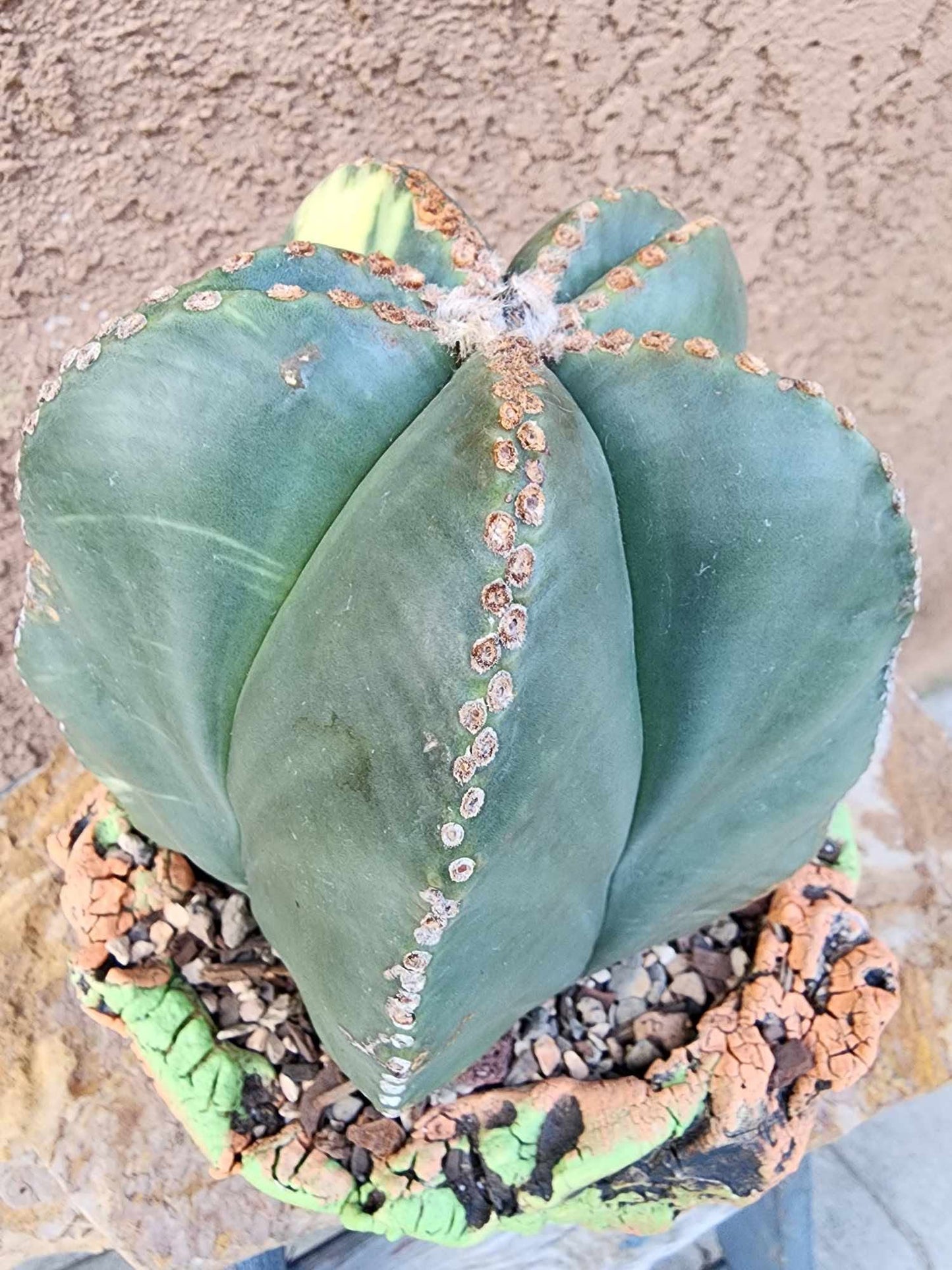 Astrophytum myriostigma v nudum f. variegata - Variegated Bishop's Cap - BIG!