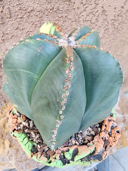 Astrophytum myriostigma v nudum f. variegata - Variegated Bishop's Cap - BIG!