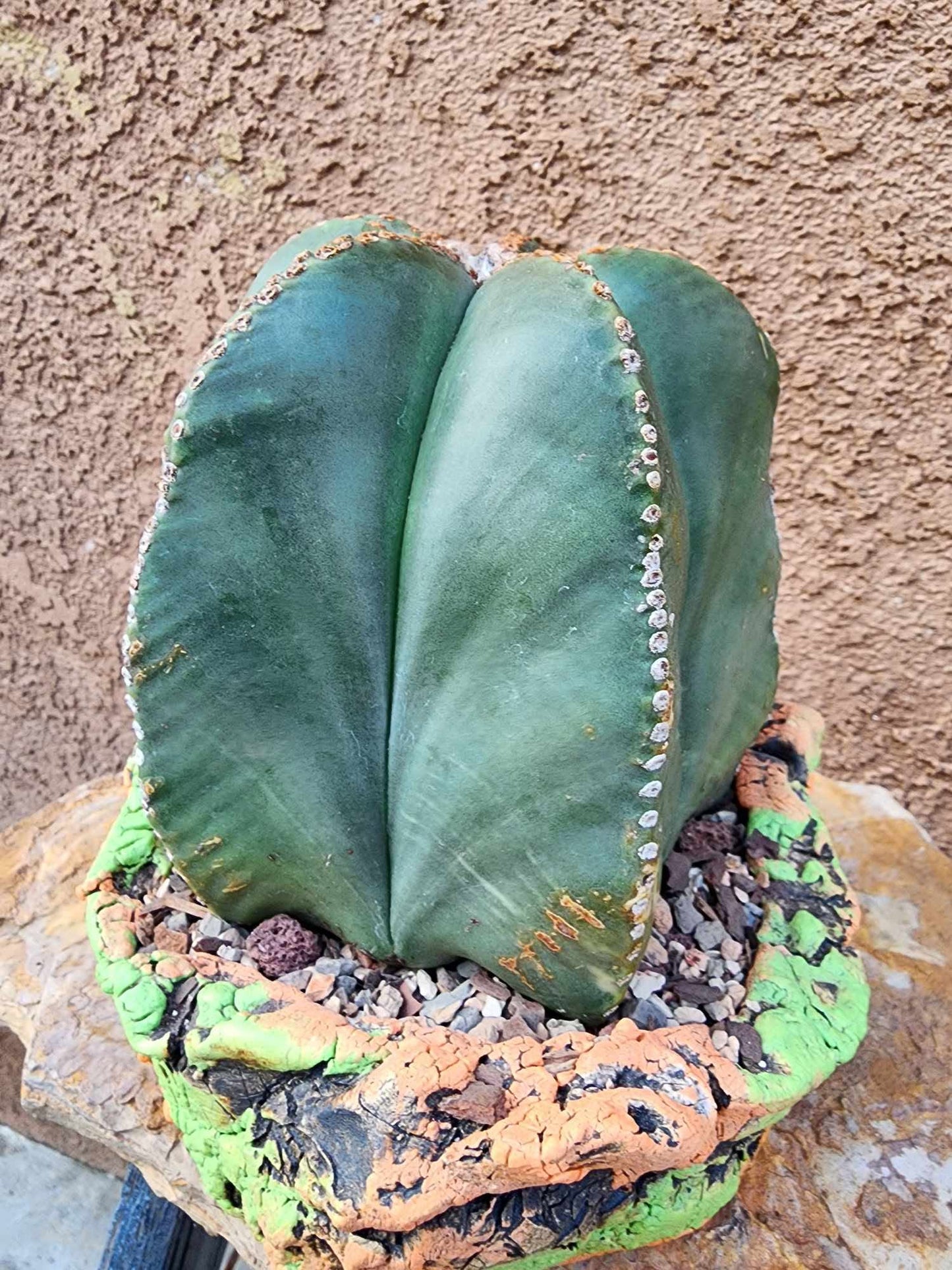 Astrophytum myriostigma v nudum f. variegata - Variegated Bishop's Cap - BIG!