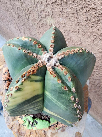 Astrophytum myriostigma v nudum f. variegata - Variegated Bishop's Cap - BIG!