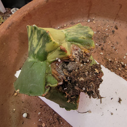 Astrophytum myriostigma v nudum f. variegata - Variegated Bishop's Cap - Big!
