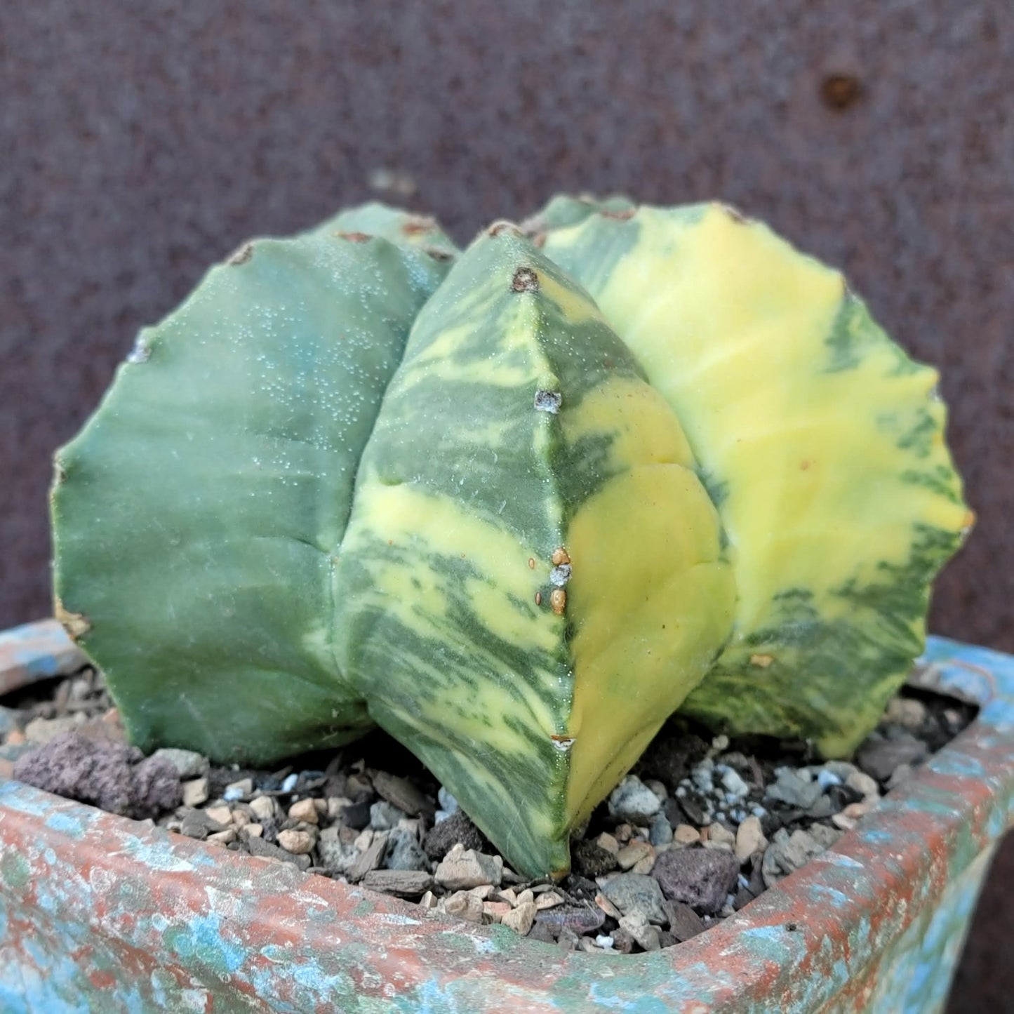 Astrophytum myriostigma v nudum f. variegata - Variegated Bishop's Cap - Big!