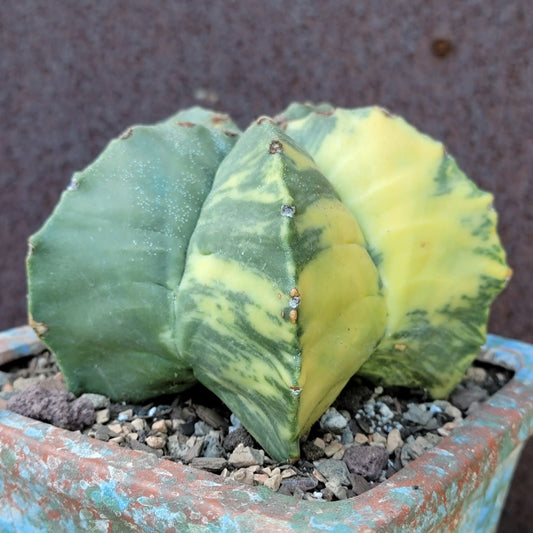 Astrophytum myriostigma v nudum f. variegata - Variegated Bishop's Cap - Big!