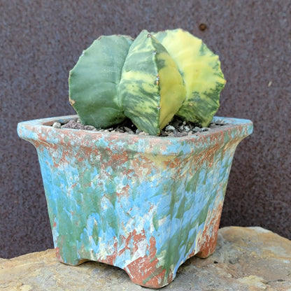 Astrophytum myriostigma v nudum f. variegata - Variegated Bishop's Cap - Big!