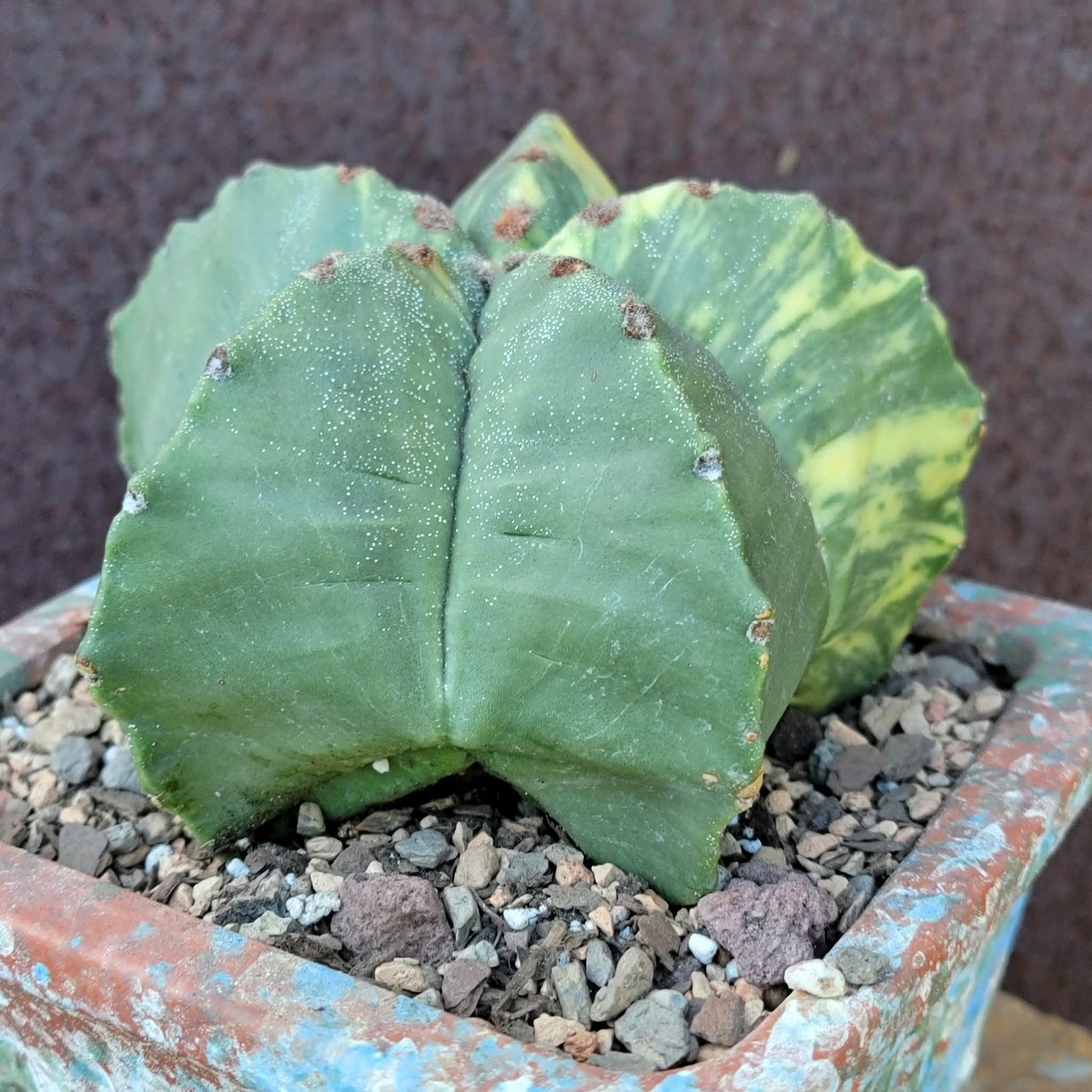 Astrophytum myriostigma v nudum f. variegata - Variegated Bishop's Cap - Big!