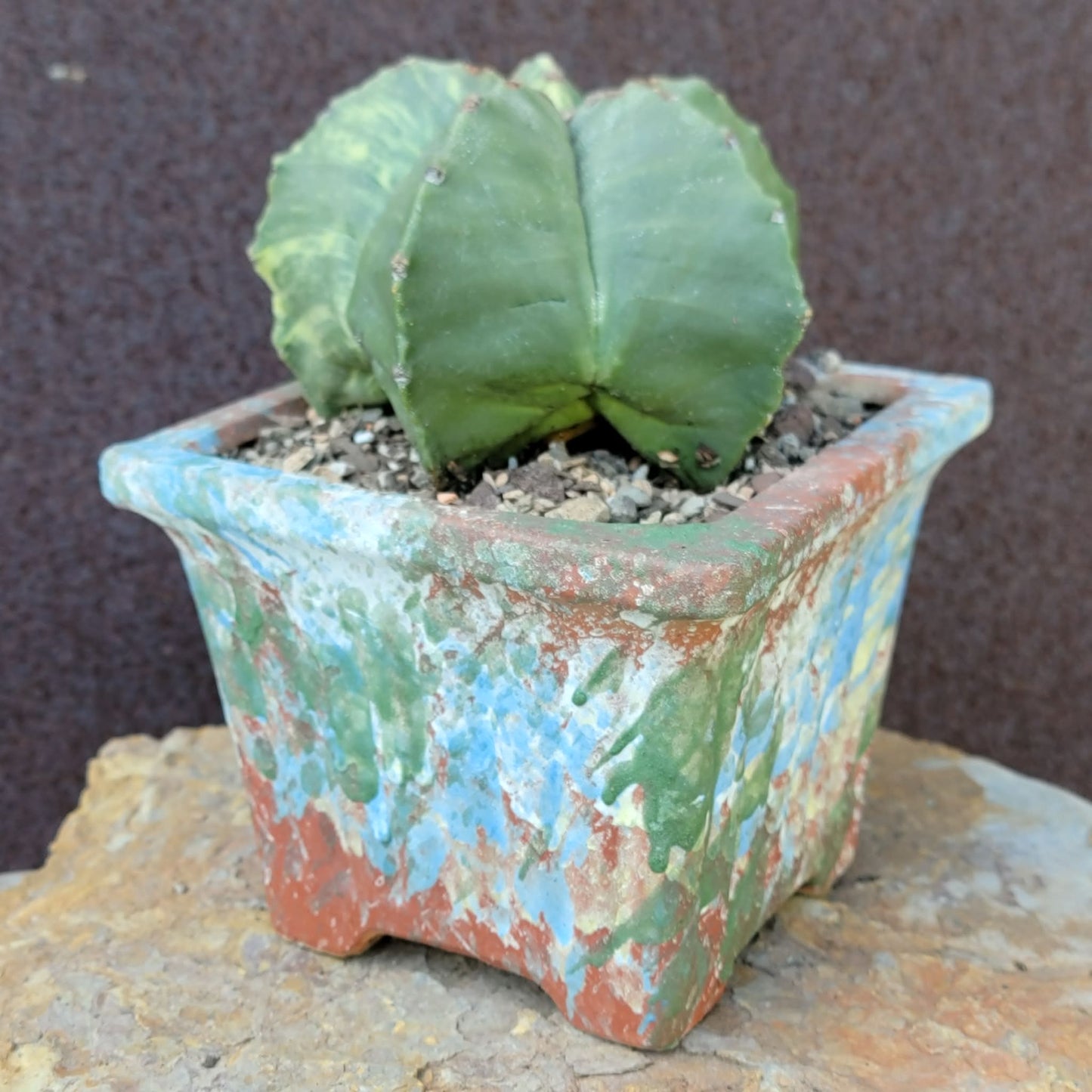 Astrophytum myriostigma v nudum f. variegata - Variegated Bishop's Cap - Big!