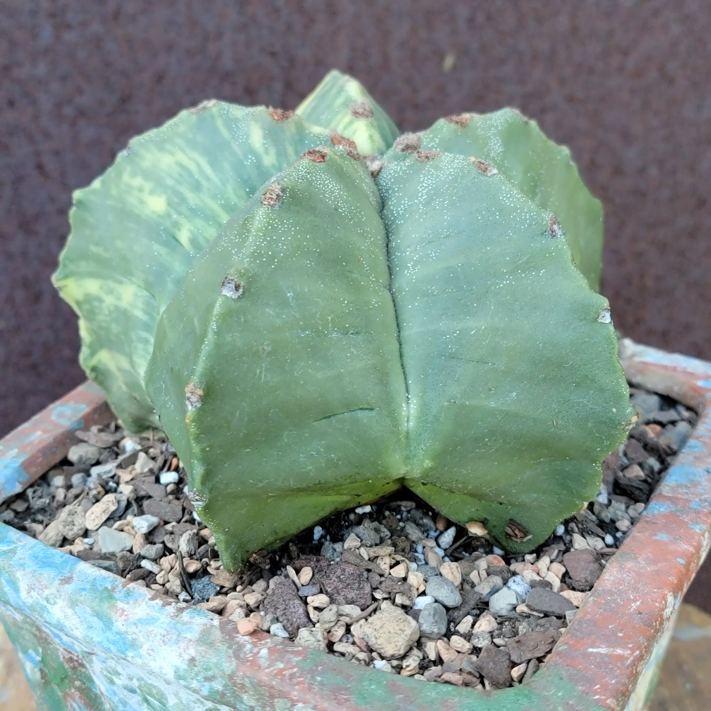 Astrophytum myriostigma v nudum f. variegata - Variegated Bishop's Cap - Big!