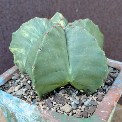 Astrophytum myriostigma v nudum f. variegata - Variegated Bishop's Cap - Big!