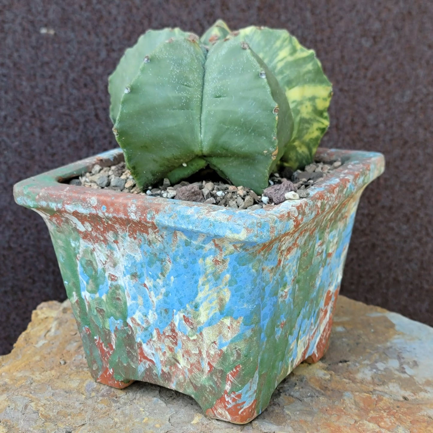 Astrophytum myriostigma v nudum f. variegata - Variegated Bishop's Cap - Big!