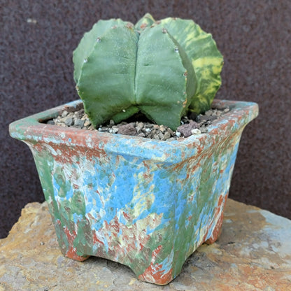 Astrophytum myriostigma v nudum f. variegata - Variegated Bishop's Cap - Big!