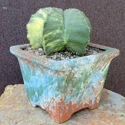 Astrophytum myriostigma v nudum f. variegata - Variegated Bishop's Cap - Big!