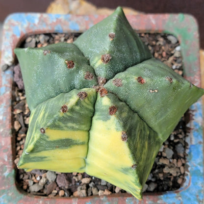 Astrophytum myriostigma v nudum f. variegata - Variegated Bishop's Cap - Big!