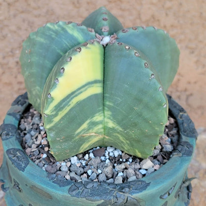 Astrophytum myriostigma v nudum f. variegata - Variegated Bishop's Cap - Big!