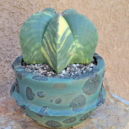 Astrophytum myriostigma v nudum f. variegata - Variegated Bishop's Cap - Big!