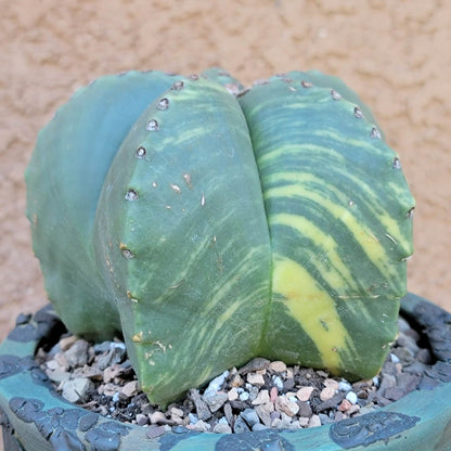 Astrophytum myriostigma v nudum f. variegata - Variegated Bishop's Cap - Big!
