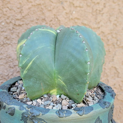 Astrophytum myriostigma v nudum f. variegata - Variegated Bishop's Cap - Big!