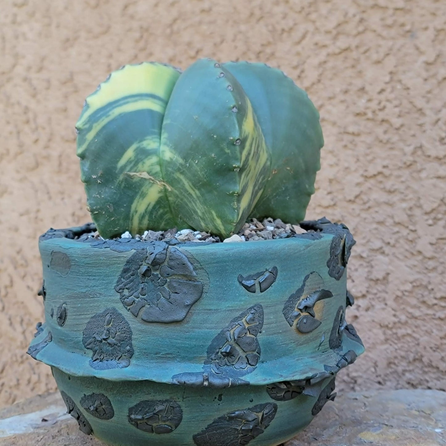 Astrophytum myriostigma v nudum f. variegata - Variegated Bishop's Cap - Big!