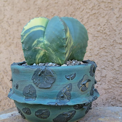 Astrophytum myriostigma v nudum f. variegata - Variegated Bishop's Cap - Big!