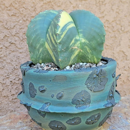 Astrophytum myriostigma v nudum f. variegata - Variegated Bishop's Cap - Big!