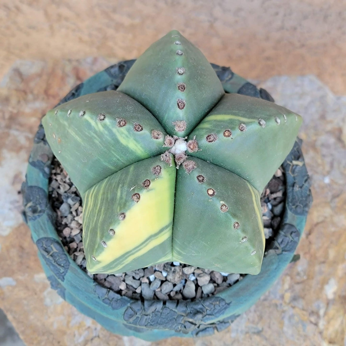 Astrophytum myriostigma v nudum f. variegata - Variegated Bishop's Cap - Big!
